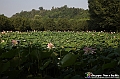 VBS_6618 - Fioritura Loto Laghetto Vezza d'Alba